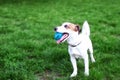 Purebred Jack Russell Terrier dog outdoors on nature in the grass. Happy dog Ã¢â¬â¹Ã¢â¬â¹in the park on a walk plays with a toy. Royalty Free Stock Photo